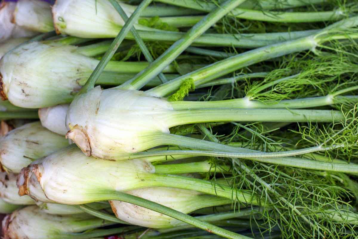 Fennel & Apple Salad