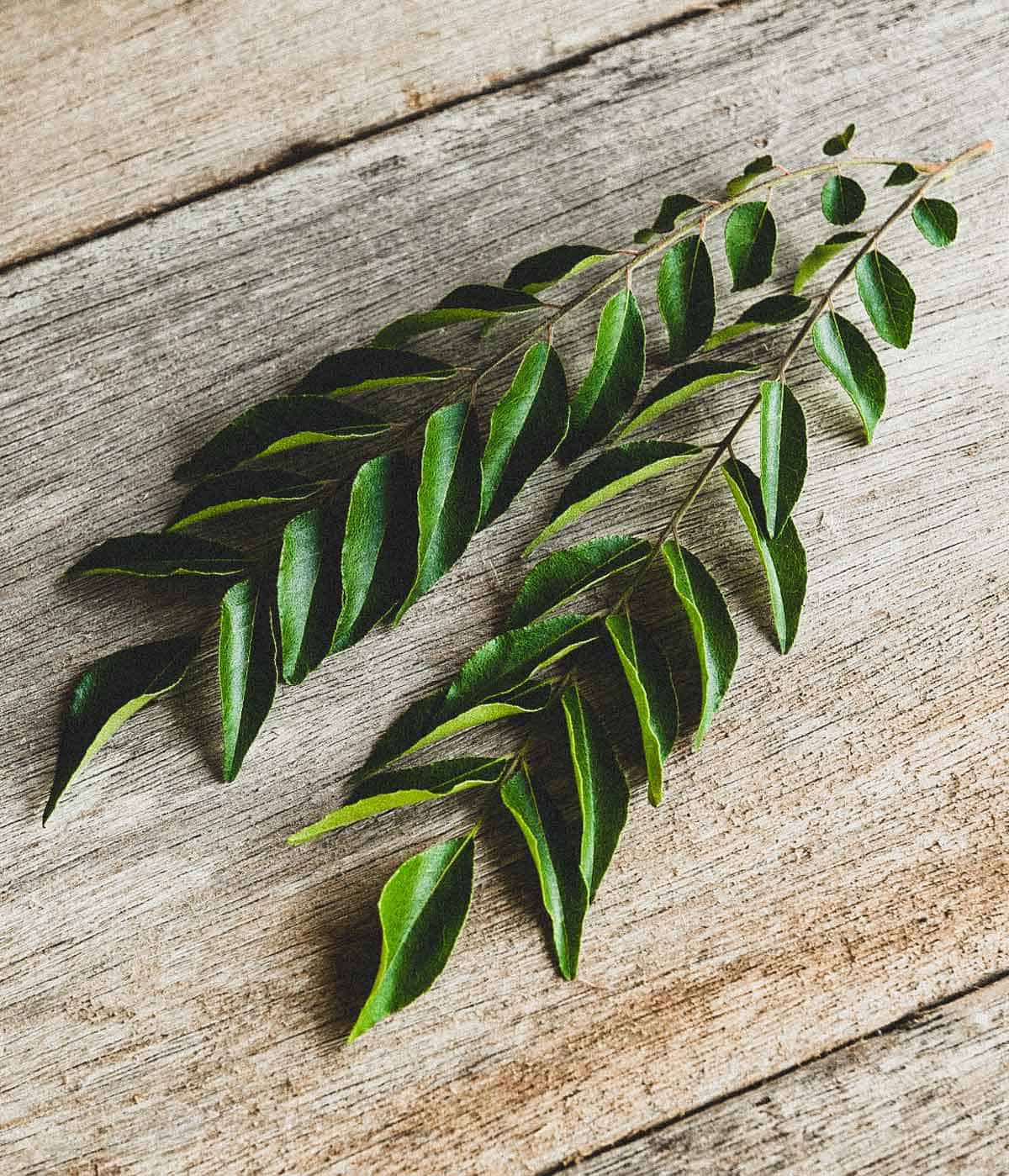 Two stems of fresh curry leaves