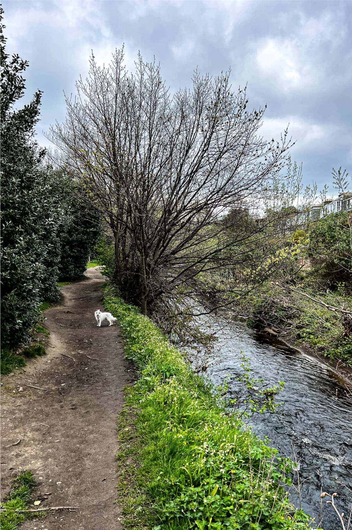 A dog walking by the river in Edinburgh, Scotland