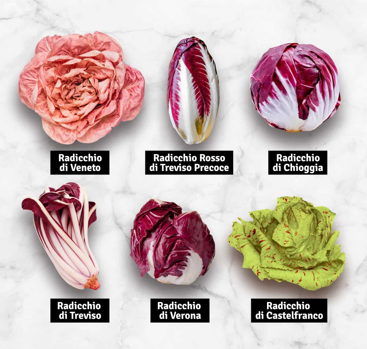 Six types of Radicchio from Italy