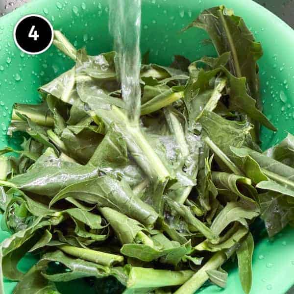 Fave e Cicoria (Puglian Fava Bean Purée with Chicory) | cookeatworld.com A colander filled with chicory leaves under a running tap of cold water.